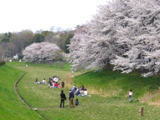 都立野川公園は桜の名所
