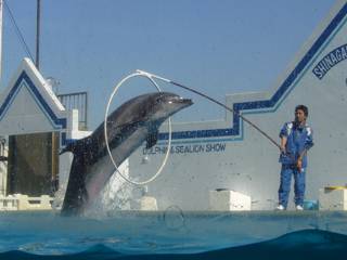 しながわ水族館のイルカショー