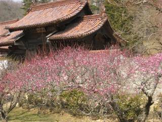 友人が送ってくれた閑谷学校（岡山県）の梅の花
