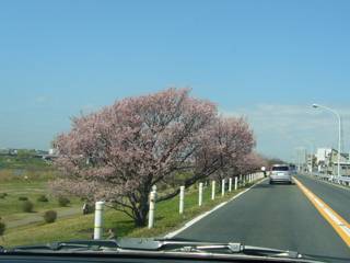 多摩川沿いではもう桜が咲きだしていました