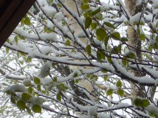 景色は「初雪」でしたが、白樺の若葉が季節を語っています