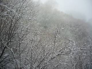 前夜からの雨が雪に変わっていました