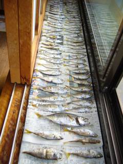 取れたアジはさっと焼いて、窓際で乾燥させます
本日の釣果は153匹、一際大きいのは私が釣りました。エッヘン