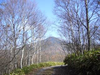 すっかり葉が落ちた白樺の小道
正面に見えているのは、標高2530mの蓼科山です