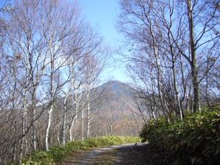 すっかり葉が落ちた白樺の小道
正面に見えているのは、標高2530mの蓼科山です