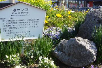 館山駅前ロータリーに置かれた沼サンゴ