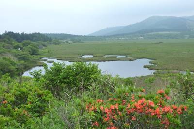 レンゲツツジ花盛りの八島湿原