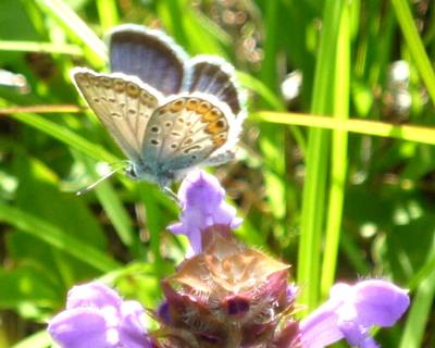 ウツボグサの蜜を吸うヒメシジミ：八子が峰