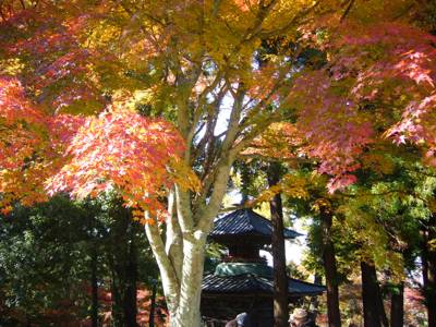 紅葉の文字摺観音、多宝塔：福島県