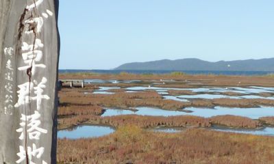 サンゴ草群落地：能取湖