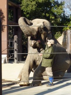 上野動物園の象さんは挨拶もしてくれます