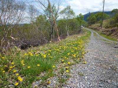 山野草の領域に進出するタンポポ 山野草の領域に進出するタンポポ