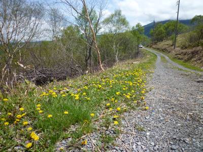 山野草の領域に進出するタンポポ