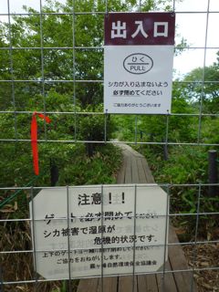 6月末に設置されたニホンジカ防護柵