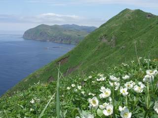 6月下旬、礼文島に咲いていた花々