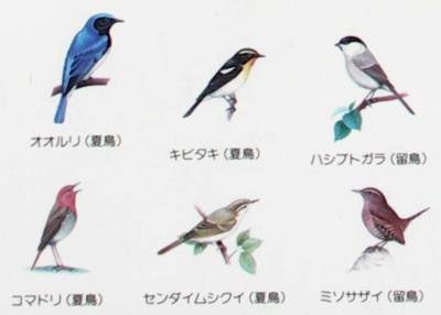 姫沼周辺に住む野鳥 姫沼周辺に住む野鳥