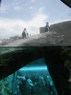 ペンギン館の水中トンネル