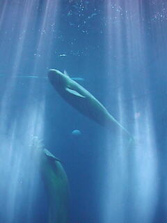 伊勢湾にすむ白い小型の鯨「スナメリ」