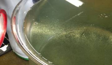 1バケツで50万粒 : アワビの卵 1バケツで50万粒 : アワビの卵
