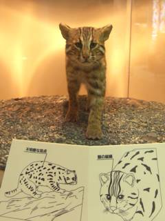 ツシマヤマネコの特徴 ツシマヤマネコの特徴
