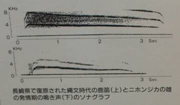 縄文時代の鹿笛（上）と日本鹿の鳴き声（下）のソナグラフ