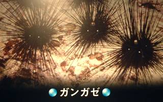 サンゴ礁の危険生物 サンゴ礁の危険生物