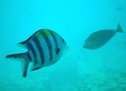 窓横を行き交う魚達 窓横を行き交う魚達