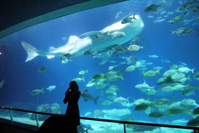 餌付けショー：台湾水域館海のパノラマ