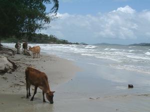 牛が散歩する海岸