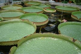 パラグアイオニバス:北大付属植物園