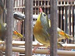 鳥市場で見かけた鳥