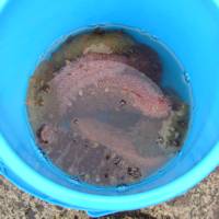 バケツの中は大きな海鼠(ナマコ) バケツの中は大きな海鼠(ナマコ)