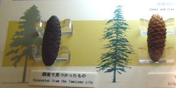 トミザワトウヒ トミザワトウヒ