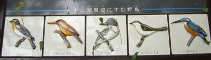 十二湖周辺にすむ野鳥