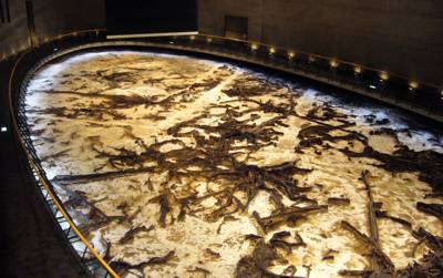 2万年前の森 2万年前の森