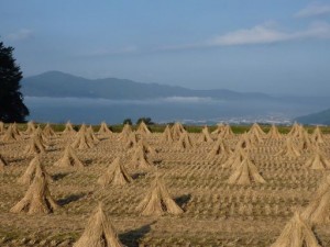 富士見高原の稲干し風景