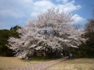 東京天文台の桜　：　後ろの建物は「ゴーチェ子午環」