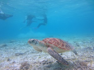 阿真ビーチの海亀