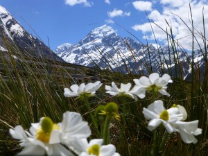 マウント・クック・リリーとMt.Cook