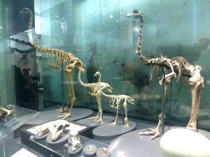 03AucMuseMoa1200x900 様々な種類のモア骨格見本、それぞれの足の太さにご注目!