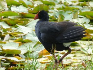 ガバメント・ガーデンの池で見かけたプケコ