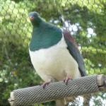New Zealand Pigion 