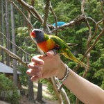 Yellow Crowned Parakeet