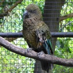 Kea（ケア）