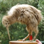キウィの剥製