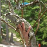 NZ固有種のトカゲ