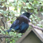 Tui