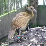 Weka