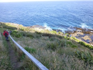 NZアシカの生息地へ