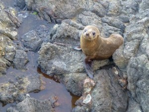 NZアシカの赤ちゃん